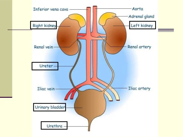 Urinary System